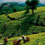 GST News Tea Industry